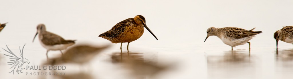 "Long-billed Dowitcher"